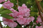 14032017_Hong Kong Flower Show 2017_Sakura00041