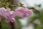 14032017_Hong Kong Flower Show 2017_Sakura00042