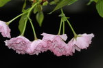 14032017_Hong Kong Flower Show 2017_Sakura00043