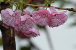14032017_Hong Kong Flower Show 2017_Sakura00044
