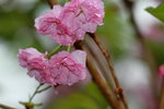 14032017_Hong Kong Flower Show 2017_Sakura00045