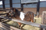 15022019_Nikon D5300_20 Round to Hokkaido_Momin Mini Pony Makiba00032