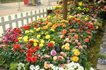 15032018_Hong Kong Flower Show 2018_The Veune00011