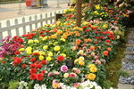 15032018_Hong Kong Flower Show 2018_The Veune00012