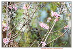 15032018_Hong Kong Flower Show 2018_The Veune00023