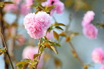 15032018_Hong Kong Flower Show 2018_The Veune00024