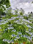 15072019_Samsung Smartphone Galaxy S10 Plus_21st  round to Hokkaido_Hanamaki Onsen_Morning Dew00022