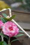 19032018_Sony A7II_Hong Kong Flower Show 2018_Camelia00001