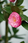 19032018_Sony A7II_Hong Kong Flower Show 2018_Camelia00002