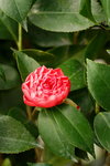 19032018_Sony A7II_Hong Kong Flower Show 2018_Camelia00003