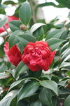 19032018_Sony A7II_Hong Kong Flower Show 2018_Camelia00004