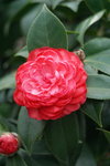 19032018_Sony A7II_Hong Kong Flower Show 2018_Camelia00005