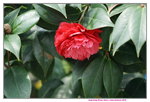 19032018_Sony A7II_Hong Kong Flower Show 2018_Camelia00008
