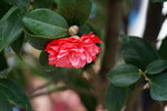 19032018_Sony A7II_Hong Kong Flower Show 2018_Camelia00009