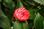 19032018_Sony A7II_Hong Kong Flower Show 2018_Camelia00010