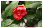 19032018_Sony A7II_Hong Kong Flower Show 2018_Camelia00011