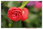 19032018_Sony A7II_Hong Kong Flower Show 2018_Camelia00013