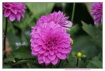 19032018_Sony A7II_Hong Kong Flower Show 2018_Dahlia00025