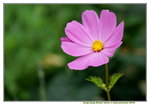 19032018_Sony A7II_Hong Kong Flower Show 2018_Daisy00008