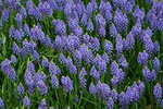 19032018_Sony A7II_Hong Kong Flower Show 2018_Hyacinthus Orientalis00008