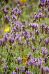 19032018_Sony A7II_Hong Kong Flower Show 2018_Lavender00003