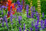 19032018_Sony A7II_Hong Kong Flower Show 2018_Lavender00004