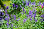 19032018_Sony A7II_Hong Kong Flower Show 2018_Lavender00005