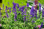 19032018_Sony A7II_Hong Kong Flower Show 2018_Lavender00006