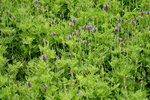 19032018_Sony A7II_Hong Kong Flower Show 2018_Lavender00008