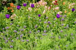19032018_Sony A7II_Hong Kong Flower Show 2018_Lavender00010