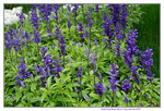 19032018_Sony A7II_Hong Kong Flower Show 2018_Lavender00012