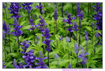 19032018_Sony A7II_Hong Kong Flower Show 2018_Lavender00013
