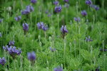 19032018_Sony A7II_Hong Kong Flower Show 2018_Lavender00017