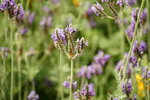 19032018_Sony A7II_Hong Kong Flower Show 2018_Lavender00019