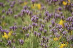 19032018_Sony A7II_Hong Kong Flower Show 2018_Lavender00020