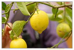 19032018_Sony A7II_Hong Kong Flower Show 2018_Lemon00010
