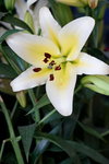 19032018_Sony A7II_Hong Kong Flower Show 2018_Lily00001