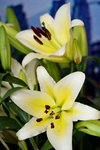 19032018_Sony A7II_Hong Kong Flower Show 2018_Lily00002