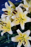 19032018_Sony A7II_Hong Kong Flower Show 2018_Lily00003