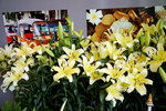 19032018_Sony A7II_Hong Kong Flower Show 2018_Lily00004