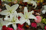 19032018_Sony A7II_Hong Kong Flower Show 2018_Lily00008