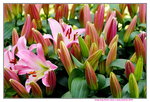 19032018_Sony A7II_Hong Kong Flower Show 2018_Lily00014