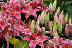19032018_Sony A7II_Hong Kong Flower Show 2018_Lily00015