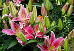 19032018_Sony A7II_Hong Kong Flower Show 2018_Lily00016