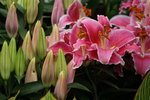 19032018_Sony A7II_Hong Kong Flower Show 2018_Lily00017