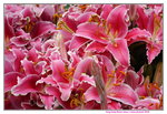 19032018_Sony A7II_Hong Kong Flower Show 2018_Lily00018