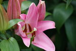 19032018_Sony A7II_Hong Kong Flower Show 2018_Lily00020