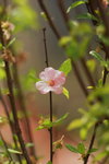 19032018_Sony A7II_Hong Kong Flower Show 2018_Peach00002
