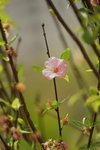 19032018_Sony A7II_Hong Kong Flower Show 2018_Peach00003