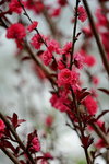 19032018_Sony A7II_Hong Kong Flower Show 2018_Peach00005